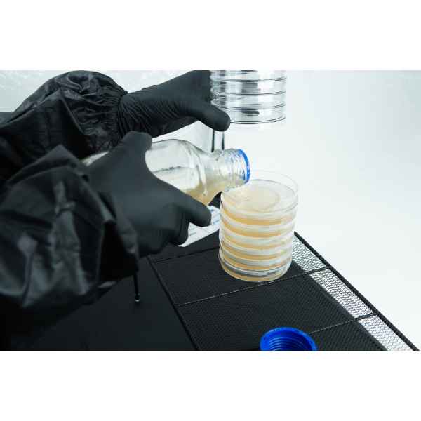 Pouring agar plate inside still air box on petri dish