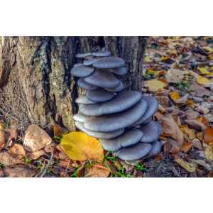 Blue Shimeji Pleurotus ostreatus