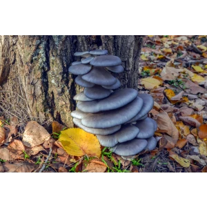 Blue Shimeji Pleurotus ostreatus