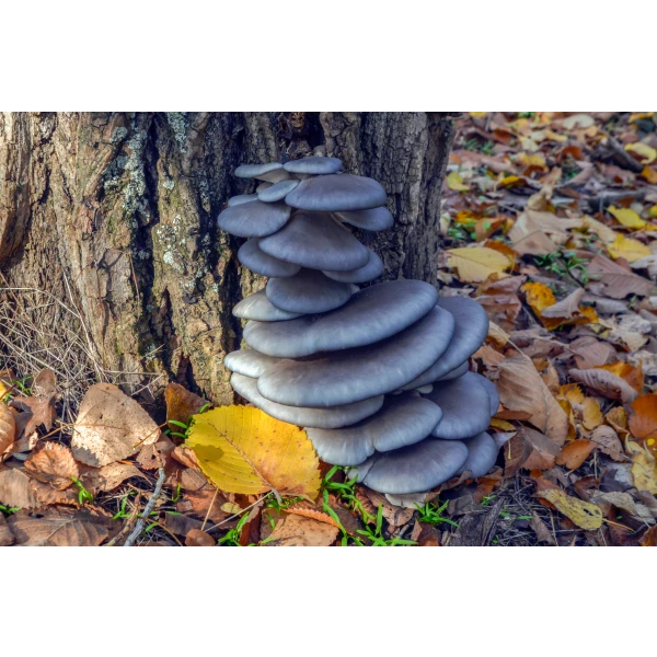 Blue Shimeji Pleurotus ostreatus