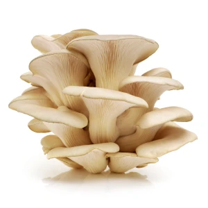 Butterscotch| Pleurotus ostreatus var. Butterscotch Pearl