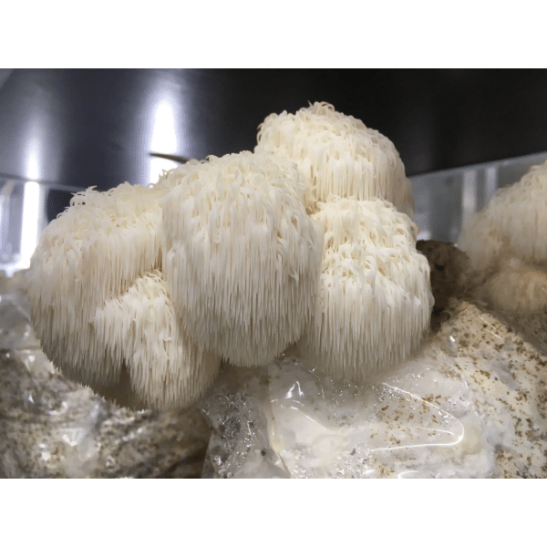 Lion's Mane Dazzle (Hericium erinaceus)