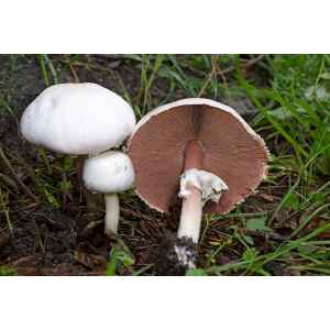 Agaricus arvensis Horse mushroom